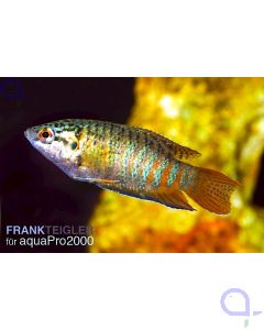 Paradiesfisch - Macropodus opercularis