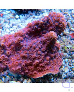 Pavona maldivensis - Orange