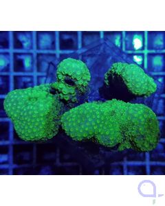 Pavona maldivensis - Green