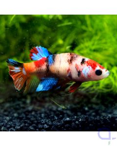 Kampffisch Plakat - Nemo - Betta splendens - Weibchen *84