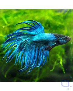 Kampffisch Crowntail - Metallic Blue - Betta splendens *07