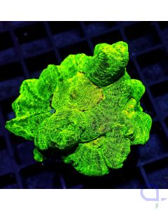 Pectinia alcicornis - Space Invader #RG30
