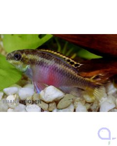 Königscichlide (Purpurprachtbarsch) - Pelvicachromis pulcher 