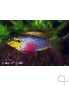 Rotvioletter Prachtbarsch - Pelvicachromis subocellatus 