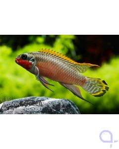 Smaragdprachtbarsch - Pelvicachromis taeniatus 