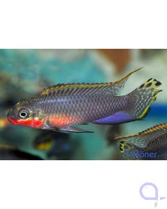 Smaragdprachtbarsch - Pelvicachromis taeniatus 