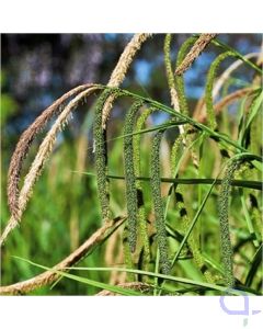 Carex pendula - Pendelsegge 