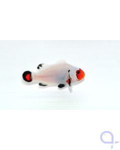 Amphiprion percula - platinum Zuchtform - PAAR