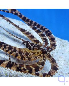 Wunderpus photogenicus - Wunderpus