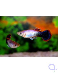 Guppy Männchen Purple - Poecilia reticulata