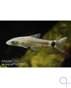 Netzpinselalgenfresser - Crossocheilus reticulatus