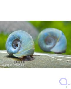  Planorbella duryi blau - Blaue Posthornschnecke