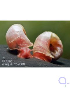 Posthornschnecke rot - Planorbella duryi 