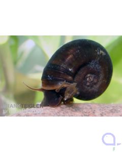 Posthornschnecke - Planorbarius corneus - Teich und Aquarium