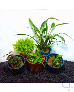 Pflanzen-Set "Nano Garden"