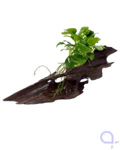 Bepflanztes Wurzelholz - Anubias