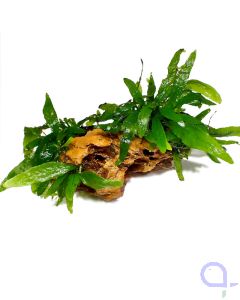 Hardscape Element - Drachenstein Javafarn - Wysiwyg