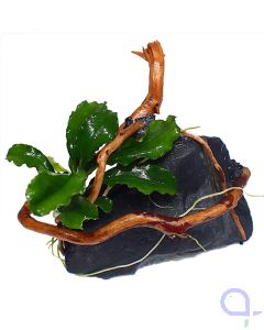 Hardscape Element - Slate Bucephalandra-Ansicht