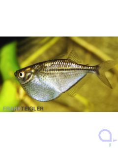 Beilbauch Silber Platin - Thoracocharax securis 