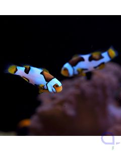 Amphiprion percula - Picasso Premium Paar #G130