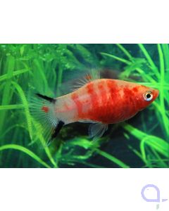 Platy Bleeding Heart - Xiphophorus maculatus