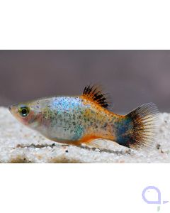 Platy Calico blau-rot - Xiphophorus maculatus