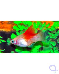 Platy Coral Kohaku - Red Top - Xiphophorus maculatus