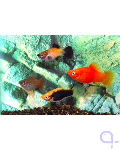 Platy Mix - 10 x Xiphophorus maculatus