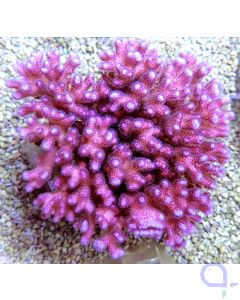 Pocillopora damicornis Pink - Buschkoralle - Himbeerkoralle