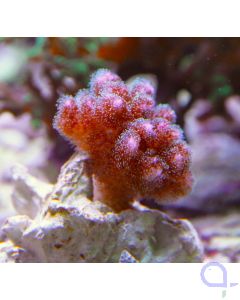 Pocillopora damicornis Pink Ableger