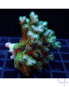 Pocillopora - Green Pink #11