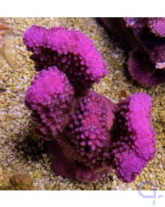 Pocillopora eydouxi