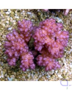 Pocillopora verrucosa Pink