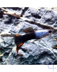 Lyratail Guppy - M&auml;nnchen - Arctic Blue- Poecilia reticulata