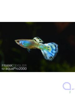 Guppy Männchen Electric Blue - Poecilia reticulata