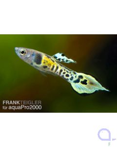 Endler Guppy Tiger -Paar- Poecilia wingei 