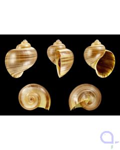 Apfelschnecke Pomacea diffusa