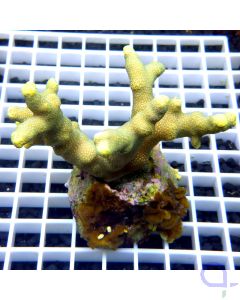 Porites cylindrica - Gelb