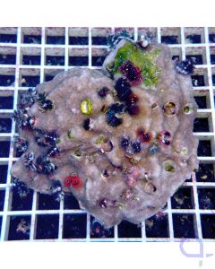 Porites Multicolorstein Premium mit Röhrenwürmern