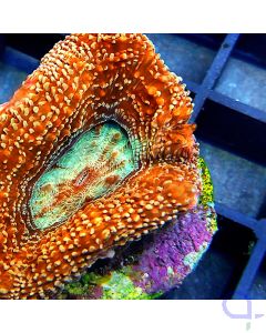 Acanthastrea bowerbanki Ultra - Orange Rot #38