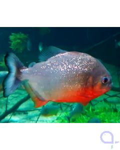 Roter Piranha - Pygocentrus nattereri Aquarium 2