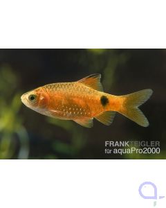 Pethia (Puntius) conchonius - Prachtbarbe rot  