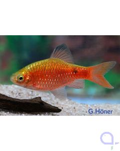 Pethia Puntius conchonius 
