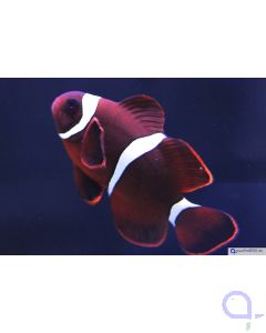 Amphiprion (Premnas) biaculeatus - Samtanemonenfisch - Nachzucht