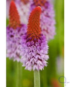Primula vialli - Orchideenprimel
