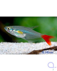 Sternflecksalmler - Pristella maxillaris