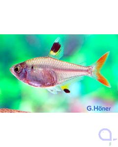 Sternflecksalmler - Pristella maxillaris