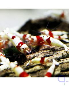 Red Bee Garnele PRL High Grade - Caridina logemanni