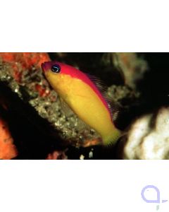 Pictichromis diadema - Diadem-Zwergbarsch