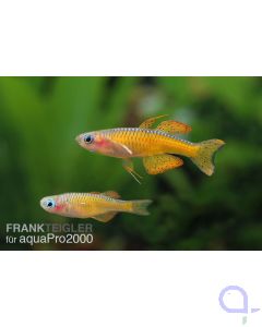 Paskas Blauauge - Pseudomugil luminatus (paskai) - Red Neon